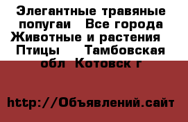 Элегантные травяные попугаи - Все города Животные и растения » Птицы   . Тамбовская обл.,Котовск г.